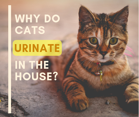 why do cats urinate in the house in corona c