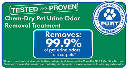 Ivy Green Chem-Dry removes 99.9% of pet urine odors from carpets in Corona CA